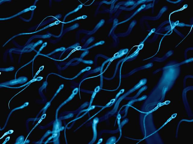 "Zbog manjka spermatozoida preti nam istrebljenje vrste"